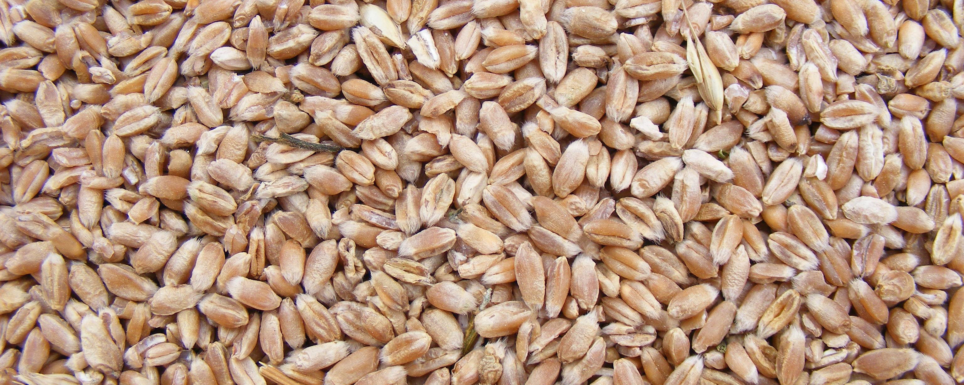 grains closeup grains closeup